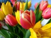 TULIPA 6