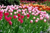 TULIPA 4