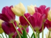 TULIPA 5