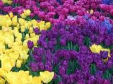 TULIPA 2