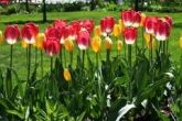 TULIPA 1